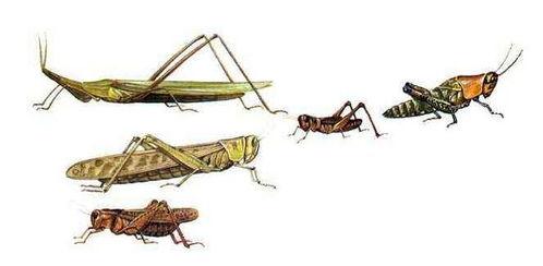 蚂蚱神资料,古老传说中的神秘力量与民间信仰